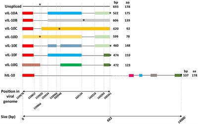 Human Cytomegalovirus Interleukin 10 Homologs: Facing the Immune System